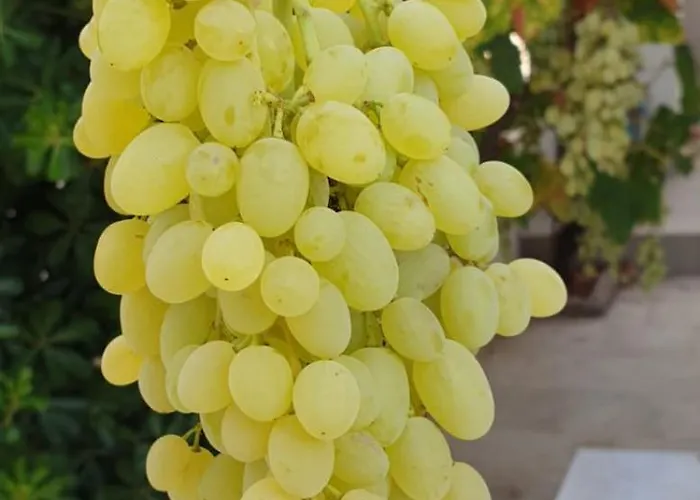 Kır Evi Macky Kato Almiri